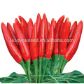 P17 Rocket hyrid vegetable seeds from China of hot chill seeds